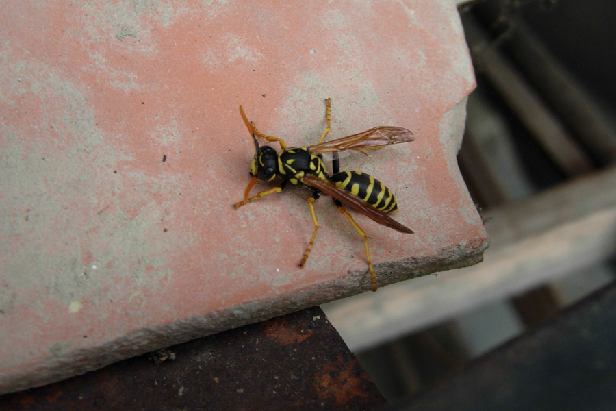 Vespidae: Polistes